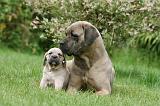 CANE CORSO 1096